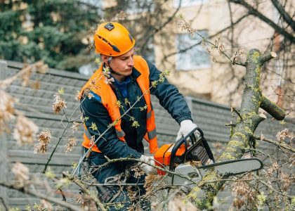 Arboreal Allies: Trusted Tree Removal Services